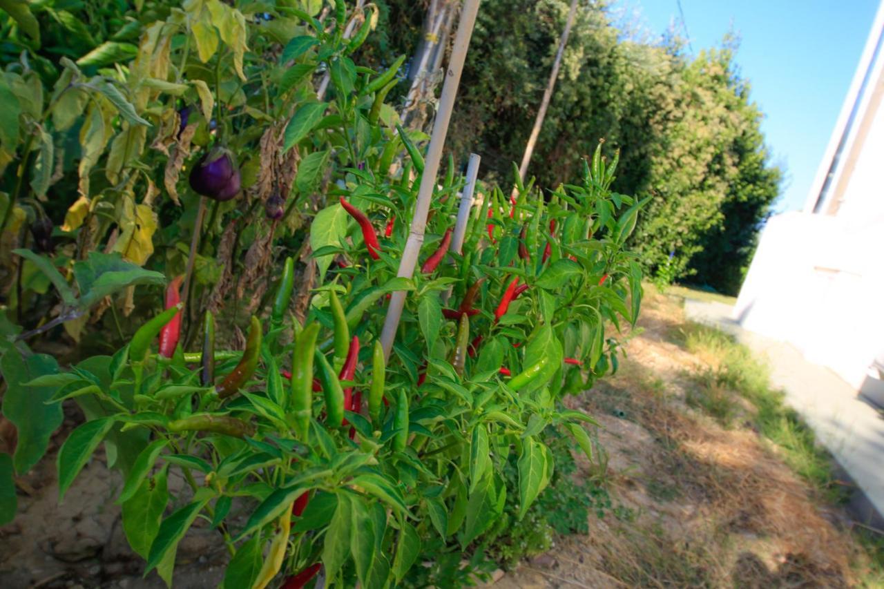 Bed & Breakfast Dimora Rossipinti *